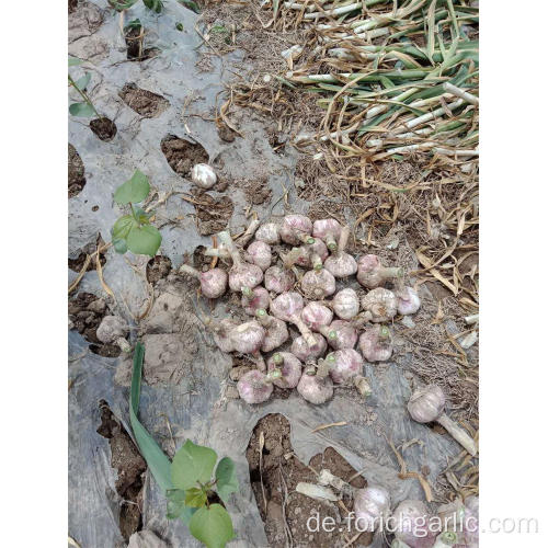 Frischer neuer Ernte-normaler weißer Knoblauch